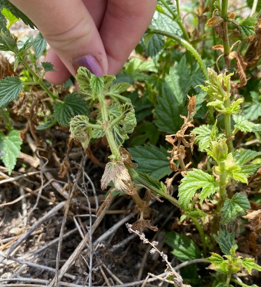 Dark sporulation observed on downy mildew spikes